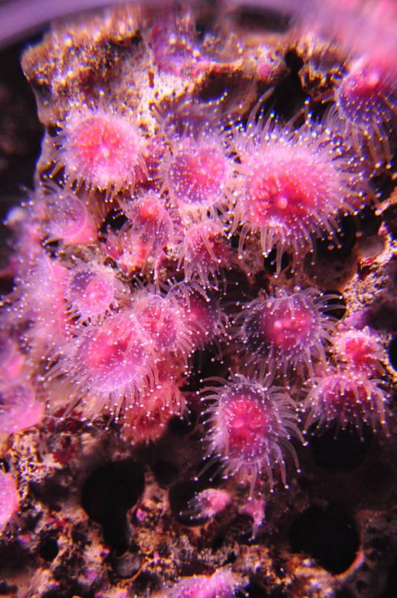 Amplificadas pela lente de aumento, belas e minúsculas criaturas marinhas no Aquário de Monterey, no litoral da Califórnia, nos Estados Unidos